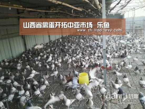 山西省禽蛋开拓中亚市场-乐鱼(图1) 乐鱼体育