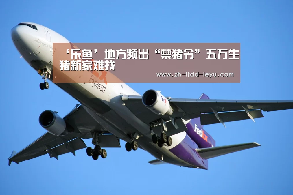 ‘乐鱼’地方频出“禁猪令”五万生猪新家难找(图2) 乐鱼